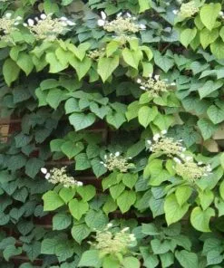 Future Forests Hydrangea Anomala Brookside Littleleaf