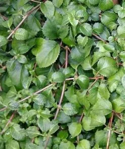 Future Forests Hydrangea Anomala Brookside Littleleaf