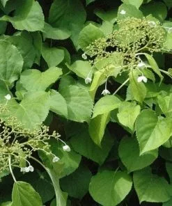 Future Forests Hydrangea Anomala Brookside Littleleaf