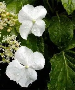 Future Forests Hydrangea Anomala Brookside Littleleaf