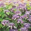 Future Forests Shrubs Hydrangea Aspera Anthony Bullivant