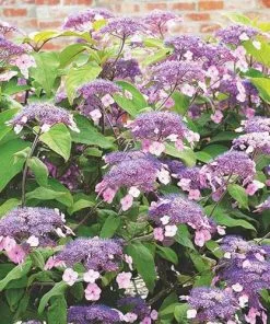 Future Forests Shrubs Hydrangea Aspera Anthony Bullivant
