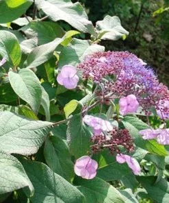 Future Forests Shrubs Hydrangea Aspera Anthony Bullivant