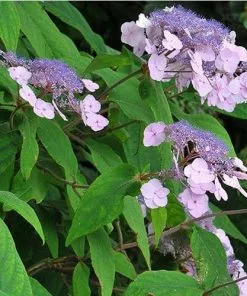 Future Forests Shrubs Hydrangea Aspera Anthony Bullivant