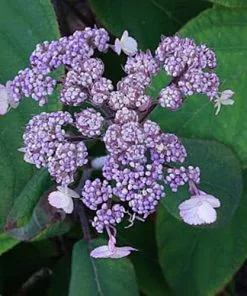 Future Forests Shrubs Hydrangea Aspera Anthony Bullivant