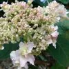 Future Forests Shrubs Hydrangea Involucrata Yokudanka