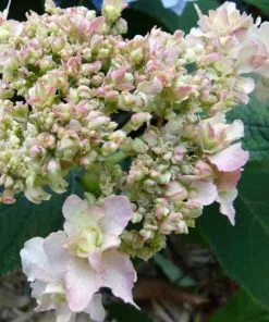 Future Forests Shrubs Hydrangea Involucrata Yokudanka