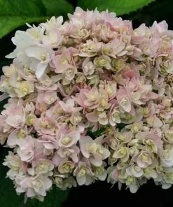 Future Forests Shrubs Hydrangea Involucrata Yokudanka
