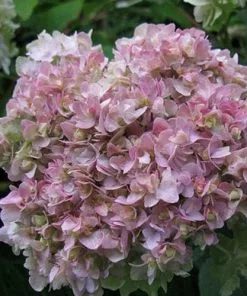 Future Forests Shrubs Hydrangea Involucrata Yokudanka