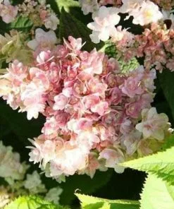 Future Forests Shrubs Hydrangea Involucrata Yokudanka