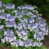 Future Forests Shrubs Hydrangea Macrophylla Mariesii Perfecta (Blue Wave)