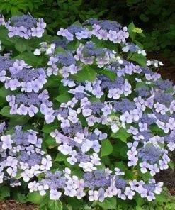 Future Forests Shrubs Hydrangea Macrophylla Mariesii Perfecta (Blue Wave)