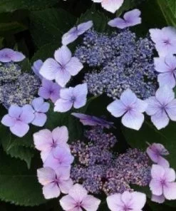 Future Forests Shrubs Hydrangea Macrophylla Mariesii Perfecta (Blue Wave)