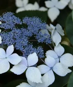 Future Forests Shrubs Hydrangea Macrophylla Mariesii Perfecta (Blue Wave)