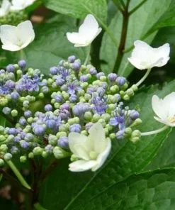 Future Forests Shrubs Hydrangea Macrophylla Mariesii Perfecta (Blue Wave)