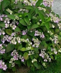 Future Forests Shrubs Hydrangea Macrophylla Mariesii Perfecta (Blue Wave)