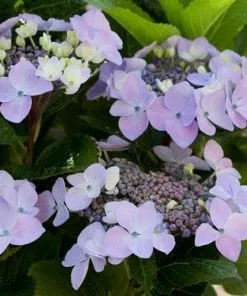 Future Forests Shrubs Hydrangea Macrophylla Mariesii Perfecta (Blue Wave)