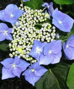 Future Forests Shrubs Hydrangea Macrophylla Blaumeise (Bluetit)