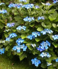 Future Forests Shrubs Hydrangea Macrophylla Blaumeise (Bluetit)