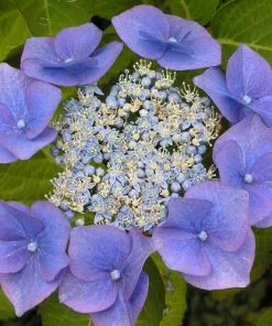 Future Forests Shrubs Hydrangea Macrophylla Blaumeise (Bluetit)