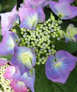 Future Forests Shrubs Hydrangea Macrophylla Blaumeise (Bluetit)