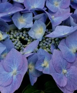 Future Forests Shrubs Hydrangea Macrophylla Blaumeise (Bluetit)