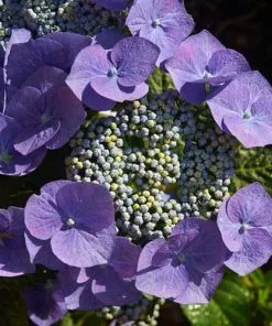 Future Forests Shrubs Hydrangea Macrophylla Blaumeise (Bluetit)