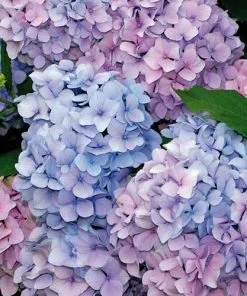 Future Forests Hydrangea Macrophylla Nikko Blue