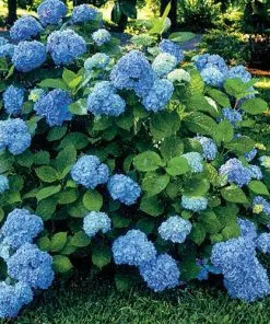 Future Forests Hydrangea Macrophylla Nikko Blue