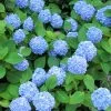 Future Forests Hydrangea Macrophylla Nikko Blue 2 Future Forests Hydrangea Macrophylla Nikko Blue