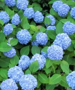 Future Forests Hydrangea Macrophylla Nikko Blue