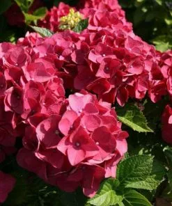 Future Forests Shrubs Hydrangea Macrophylla Red Baron