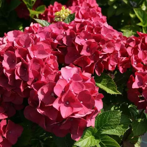 Future Forests Shrubs Hydrangea Macrophylla Red Baron 3 Future Forests Shrubs Hydrangea Macrophylla Red Baron