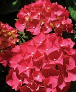 Future Forests Shrubs Hydrangea Macrophylla Red Baron