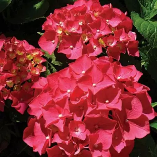 Future Forests Shrubs Hydrangea Macrophylla Red Baron 4 Future Forests Shrubs Hydrangea Macrophylla Red Baron