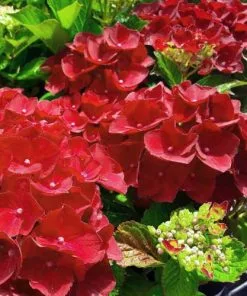 Future Forests Shrubs Hydrangea Macrophylla Red Baron 11 Future Forests Shrubs Hydrangea Macrophylla Red Baron