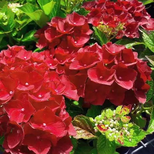 Future Forests Shrubs Hydrangea Macrophylla Red Baron 6 Future Forests Shrubs Hydrangea Macrophylla Red Baron