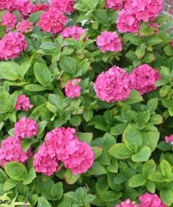 Future Forests Shrubs Hydrangea Macrophylla Red Baron 10 Future Forests Shrubs Hydrangea Macrophylla Red Baron
