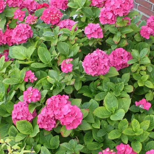 Future Forests Shrubs Hydrangea Macrophylla Red Baron 5 Future Forests Shrubs Hydrangea Macrophylla Red Baron