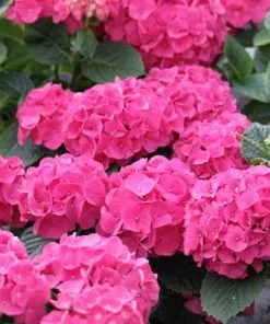 Future Forests Shrubs Hydrangea Macrophylla Red Baron 12 Future Forests Shrubs Hydrangea Macrophylla Red Baron