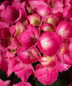 Future Forests Shrubs Hydrangea Macrophylla Red Baron 13 Future Forests Shrubs Hydrangea Macrophylla Red Baron