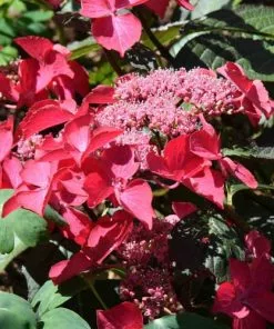 Future Forests Shrubs Hydrangea Macrophylla Selina
