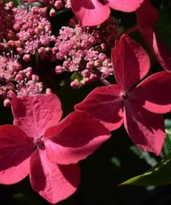 Future Forests Shrubs Hydrangea Macrophylla Selina 8 Future Forests Shrubs Hydrangea Macrophylla Selina