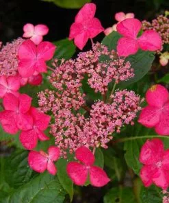 Future Forests Shrubs Hydrangea Macrophylla Selina