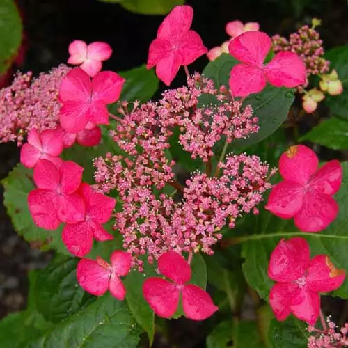 Future Forests Shrubs Hydrangea Macrophylla Selina 3 Future Forests Shrubs Hydrangea Macrophylla Selina