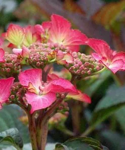 Future Forests Shrubs Hydrangea Macrophylla Selina 9 Future Forests Shrubs Hydrangea Macrophylla Selina