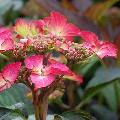 Future Forests Shrubs Hydrangea Macrophylla Selina 6 Future Forests Shrubs Hydrangea Macrophylla Selina