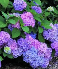 Future Forests Shrubs Hydrangea Macrophylla Renate Steiniger