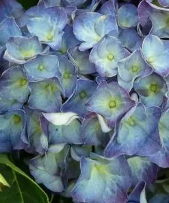 Future Forests Hydrangea Macrophylla Jip Blue