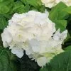 Future Forests Shrubs Hydrangea Macrophylla Shakira® 1 Future Forests Shrubs Hydrangea Macrophylla Shakira®